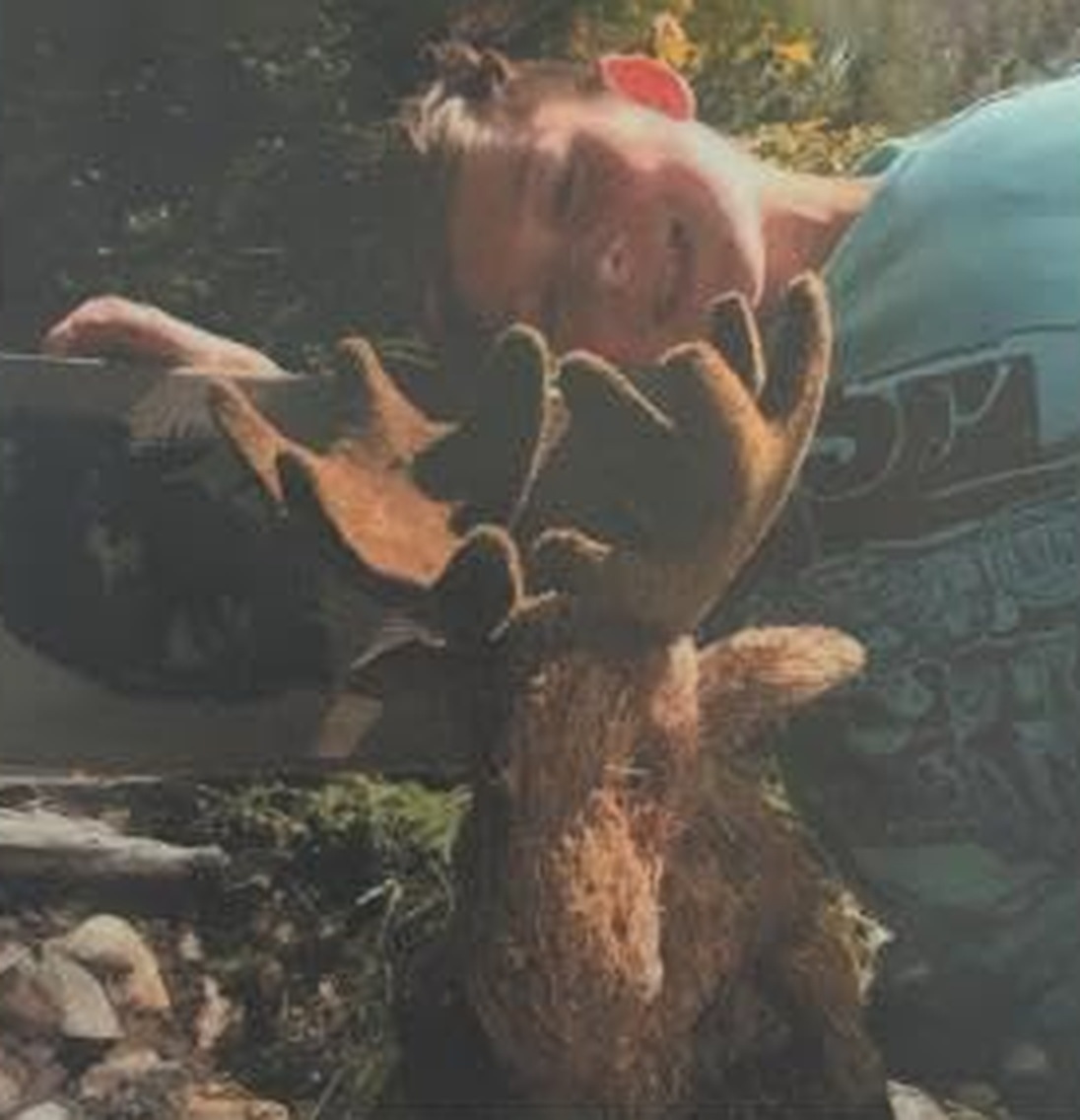 Photograph of the real stuffed moose propped on the rocks at the lake, with Jace lying behind it.